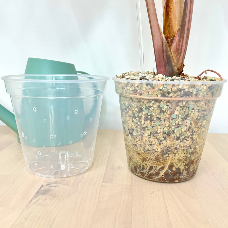 6” Clear Plastic Plant Pot – Semi-Hydro Option
