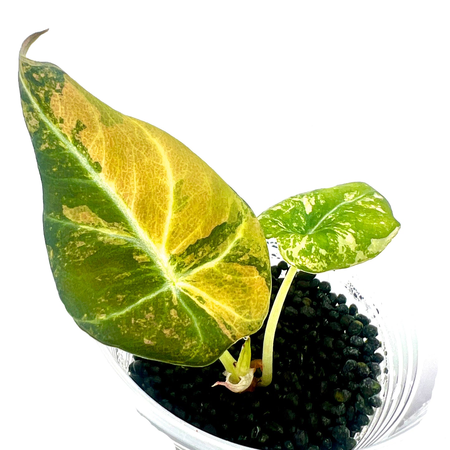 Black Velvet Aurea Alocasia