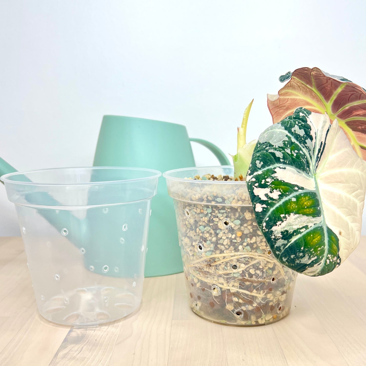 5” Clear Plastic Plant Pot – Semi-Hydro Option