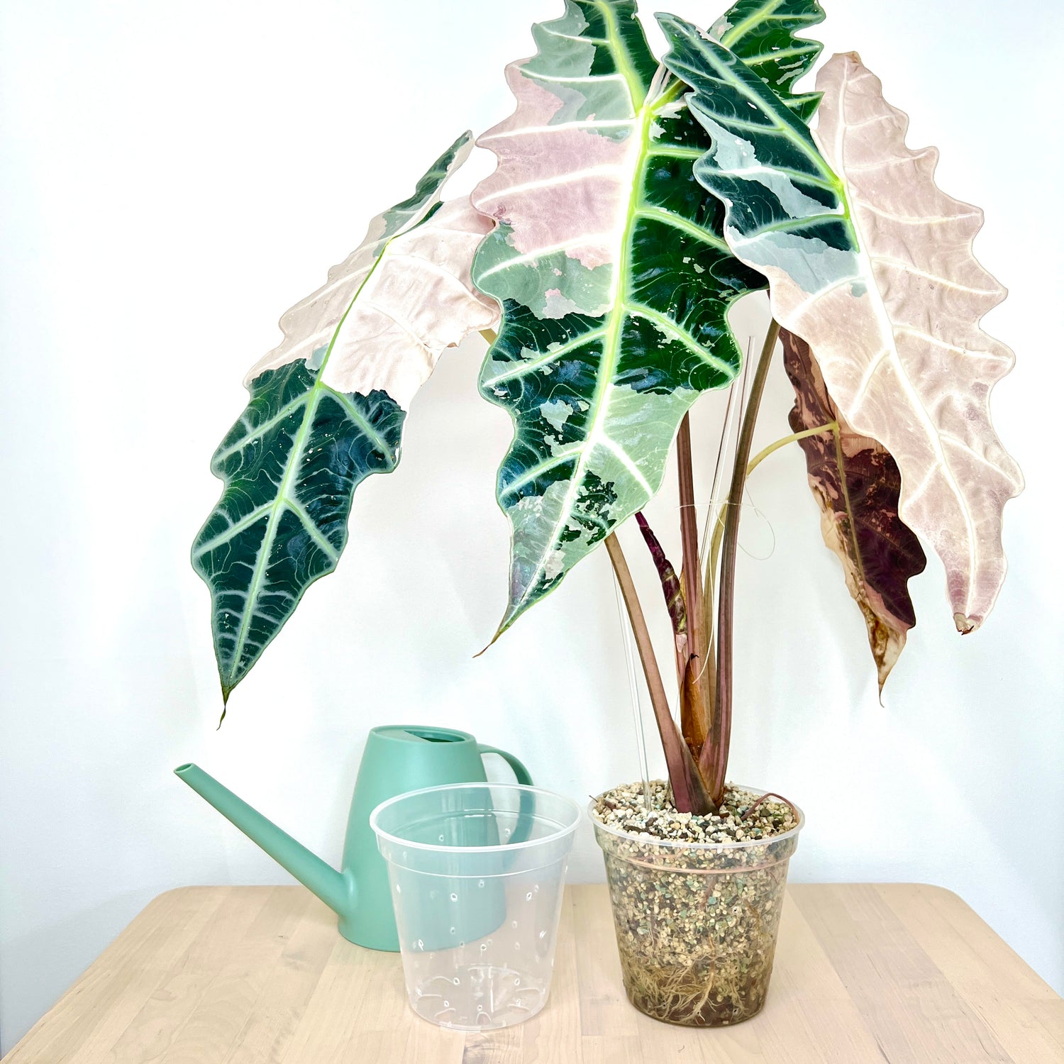 6” Clear Plastic Plant Pot – Semi-Hydro Option